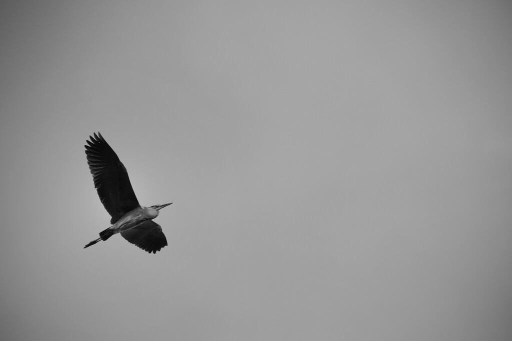 High Heron by dragey74