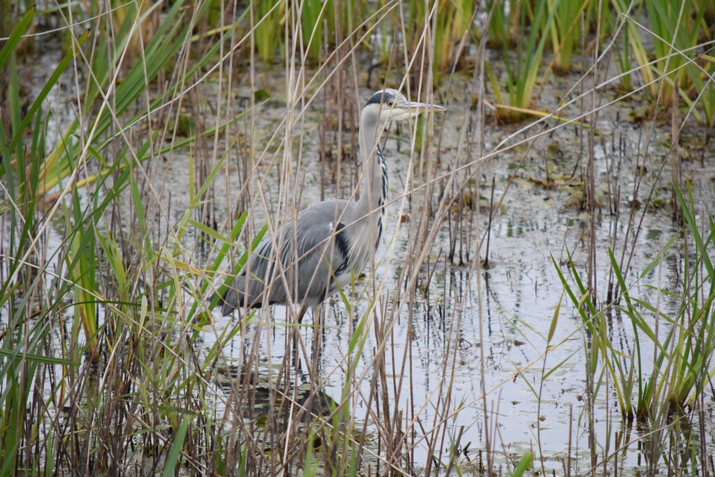 Hidden Heron by dragey74