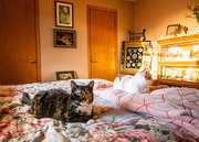 23rd Sep 2025 - house cats