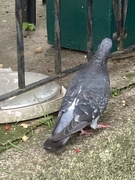 27th Sep 2025 - Pigeon Back