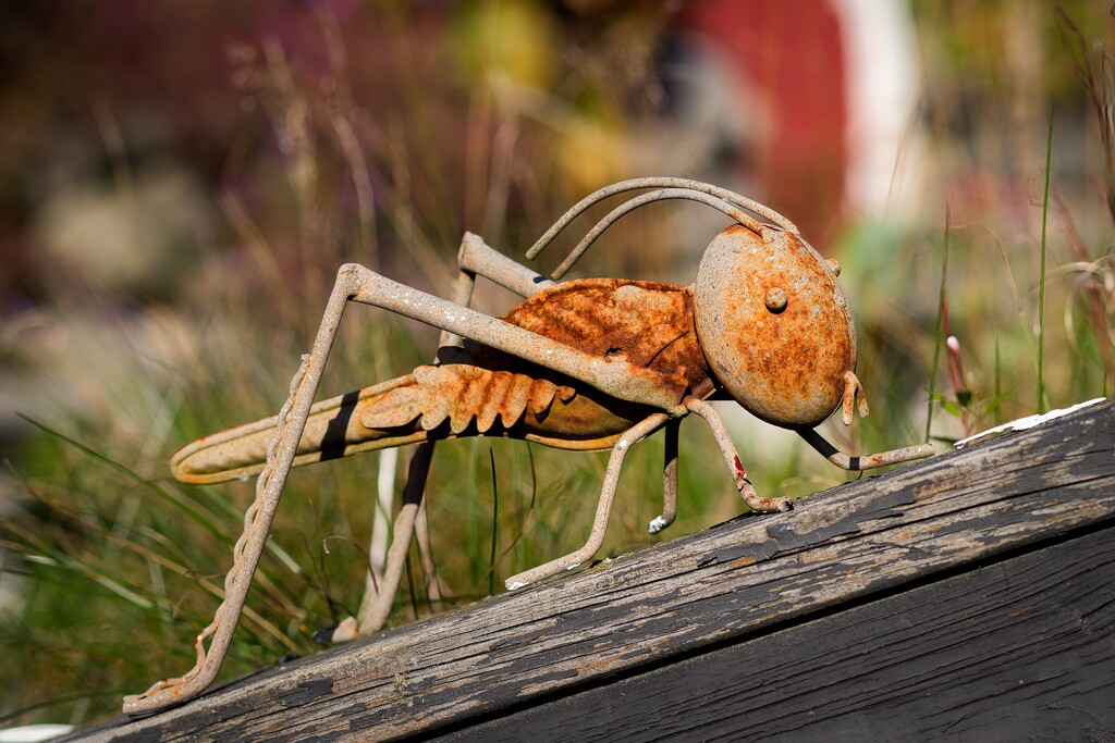 The Still Grasshopper by okvalle