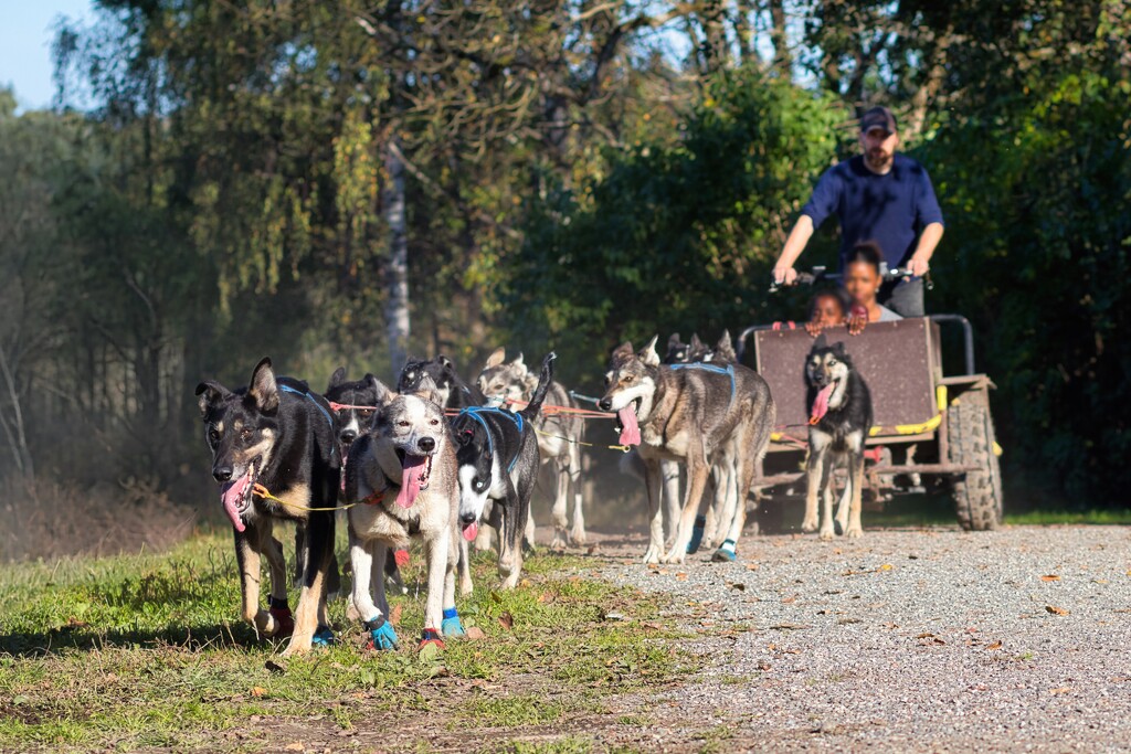 Eager to Run by okvalle