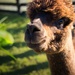Alpaca Gaze