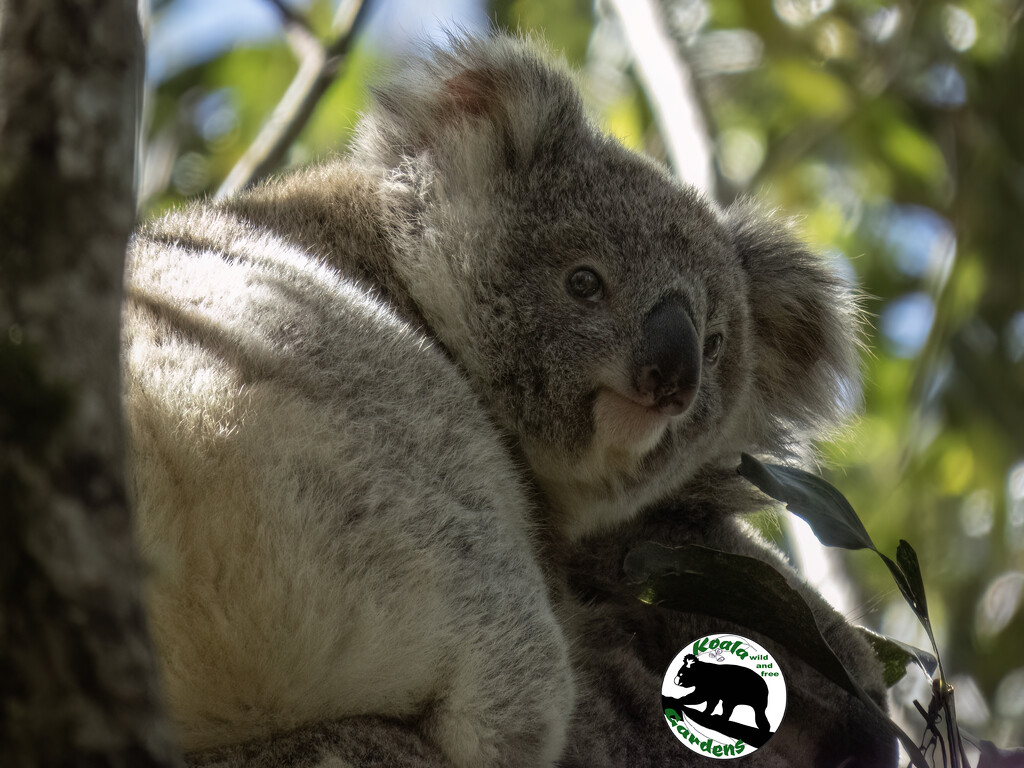 mum's uber by koalagardens