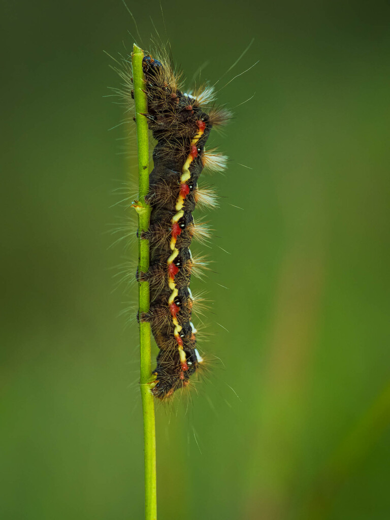 And there is nothing left to eat by haskar