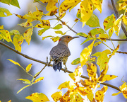 25th Sep 2025 - flicker 