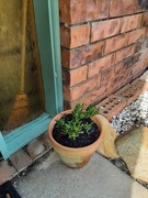 28th Sep 2025 - Hobbits Fingers 