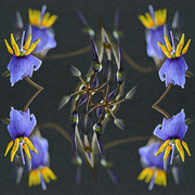 21st Sep 2025 - Dancing Dianella