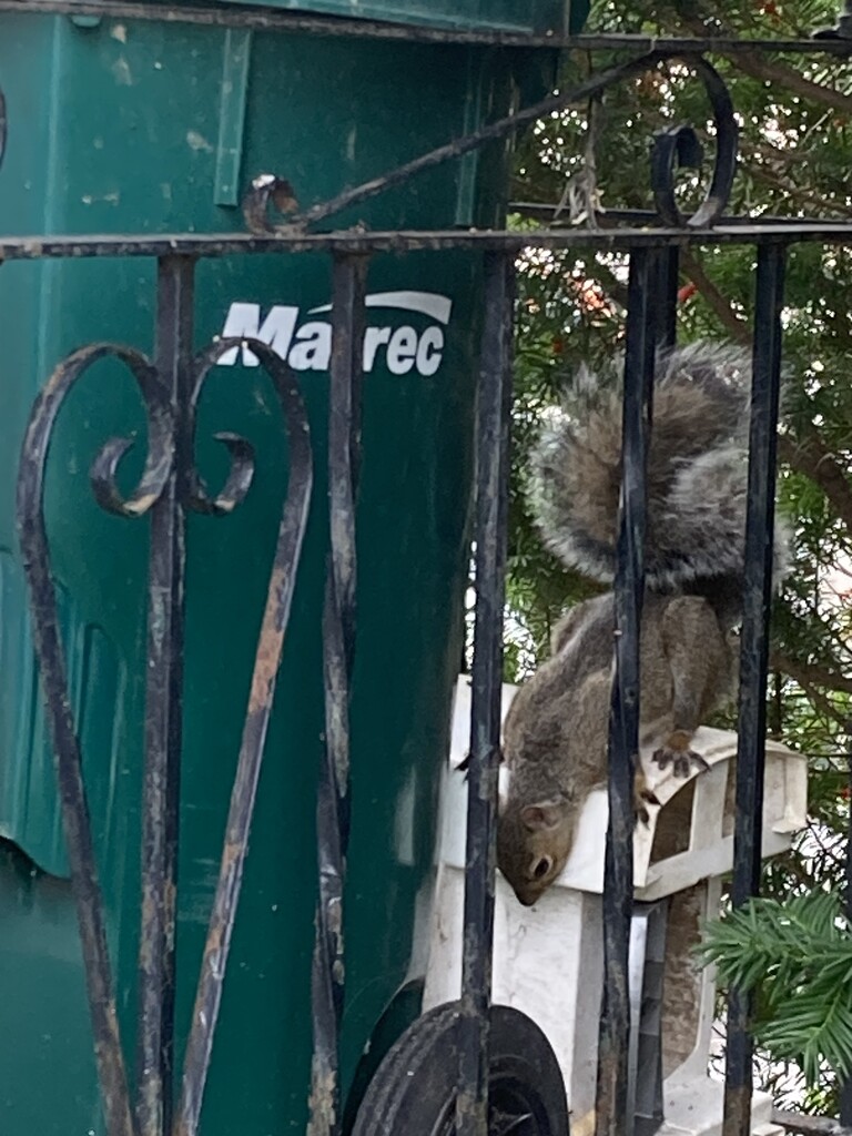 Grey Squirrel by spanishliz