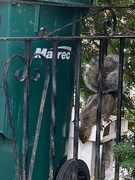 27th Sep 2025 - Grey Squirrel