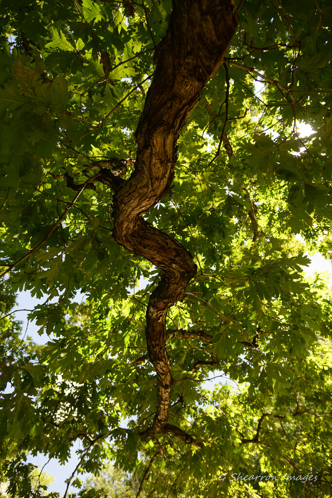 Tree snake by ggshearron