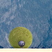 Buoy/Bumper