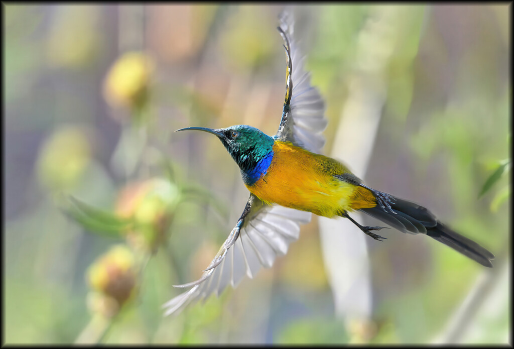 And off he went by ludwigsdiana