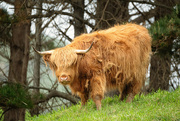 28th Sep 2025 - A Lovely Coo