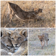 28th Sep 2025 - Botswana Day 10 - 1