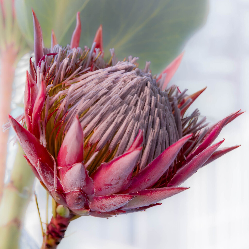 Protea by briaan