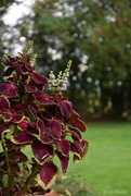 26th Sep 2025 - Coleus