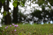 26th Sep 2025 - cyclamen