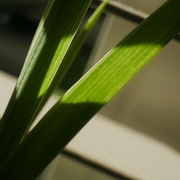 28th Sep 2025 - Spider plant 