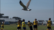 27th Sep 2025 - Every game a seagull hangs around