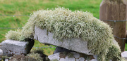 28th Sep 2025 - Lichen