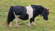 28th Sep 2025 - Shetland Pony