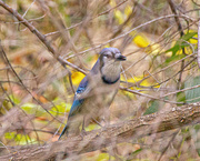 26th Sep 2025 - a flash of blue