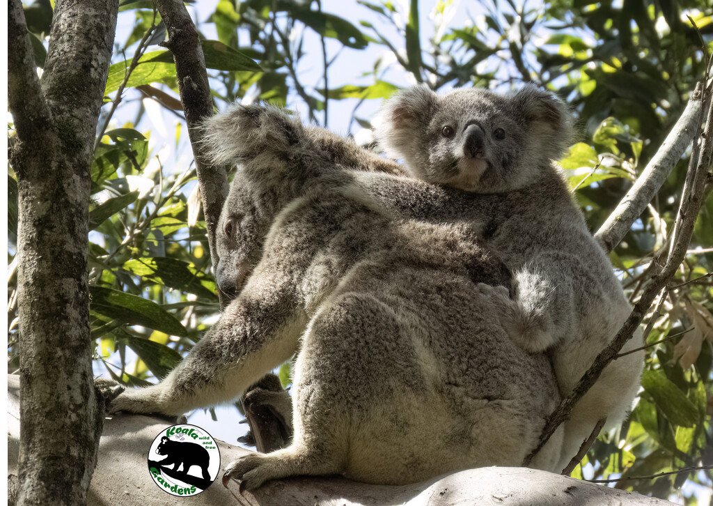 sure I'd love to carry you again Eden by koalagardens