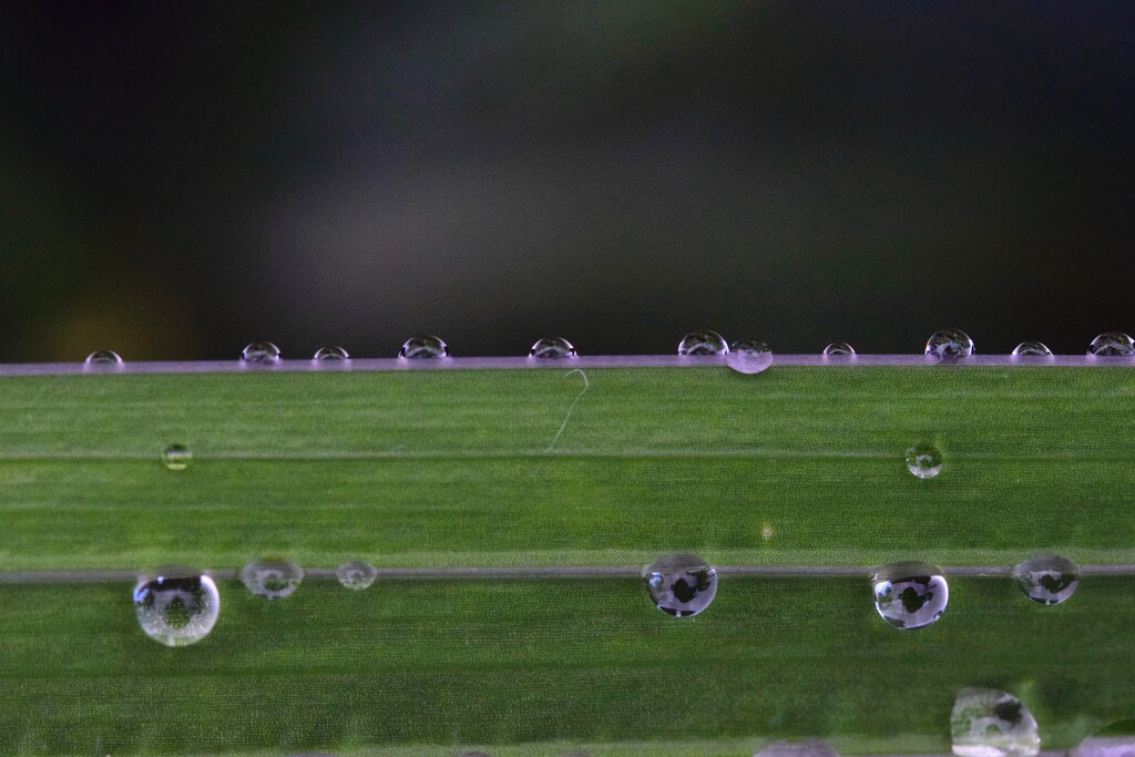 Line-up  by dragey74