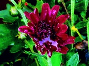 28th Sep 2025 - Chrysanthemum 