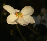 28th Sep 2025 - Catching the Light