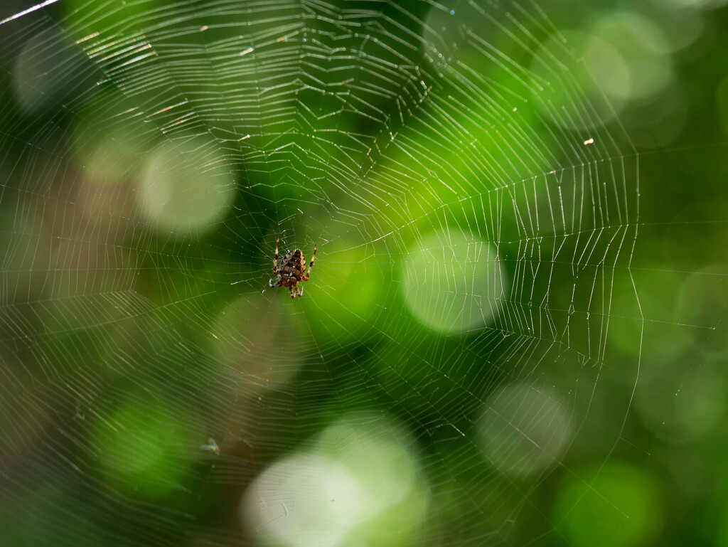 You shall not pass by ljmanning