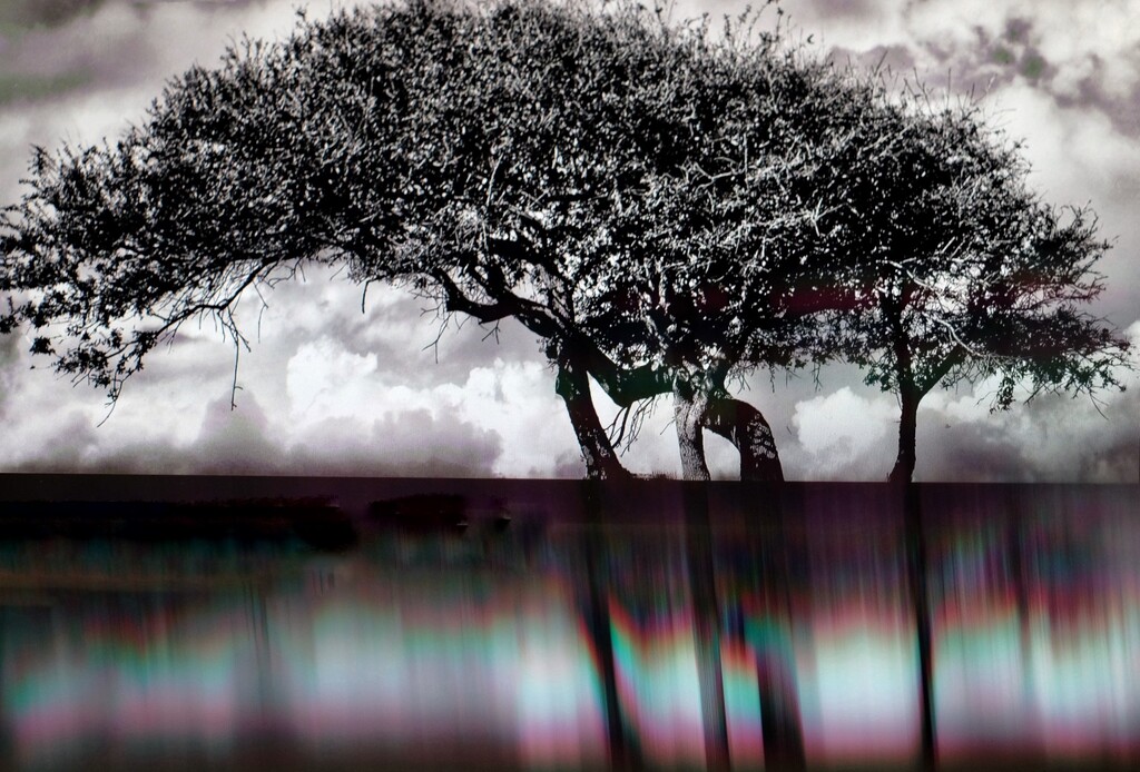 There’s a tree somewhere  by joemuli