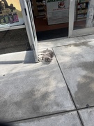 26th Sep 2025 - Bodega Cat