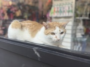 27th Sep 2025 - Pet Store Cat