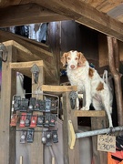 28th Sep 2025 - salesCanine