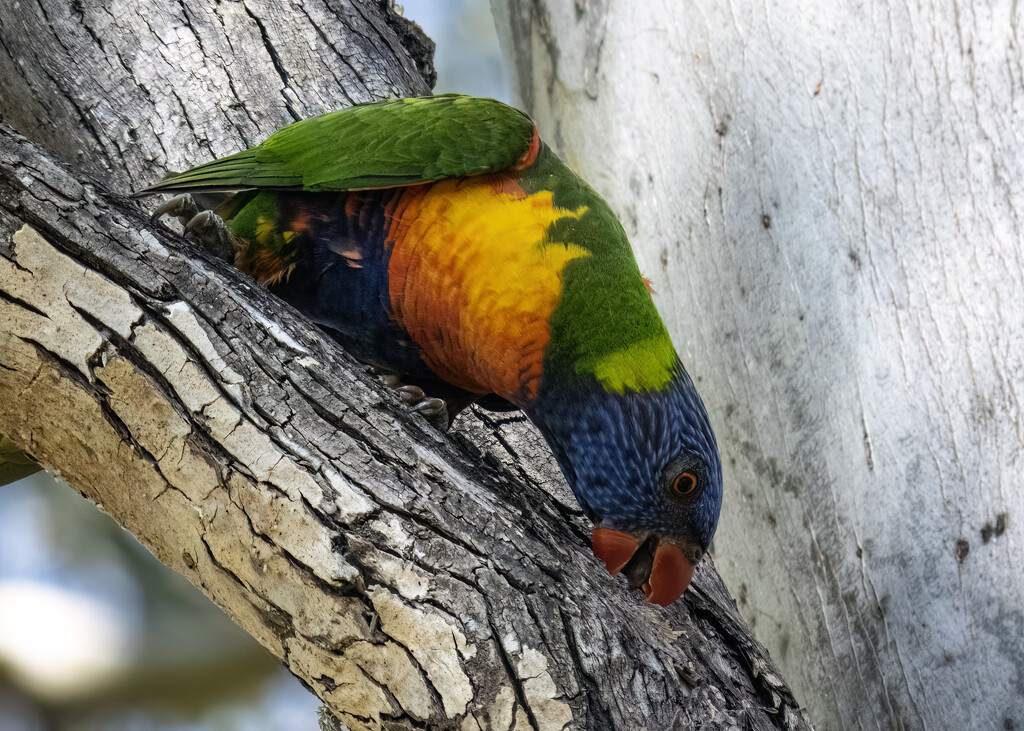 hard at work by koalagardens