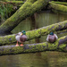 Ducks in trees! by helstor365