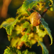 29th Sep 2025 - Snail