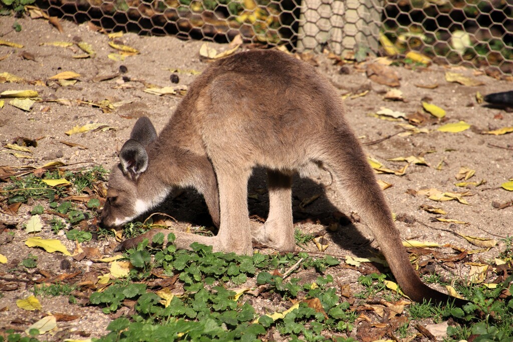 Baby Joey by randy23