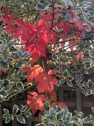 29th Sep 2025 - Autumn in the Garden 