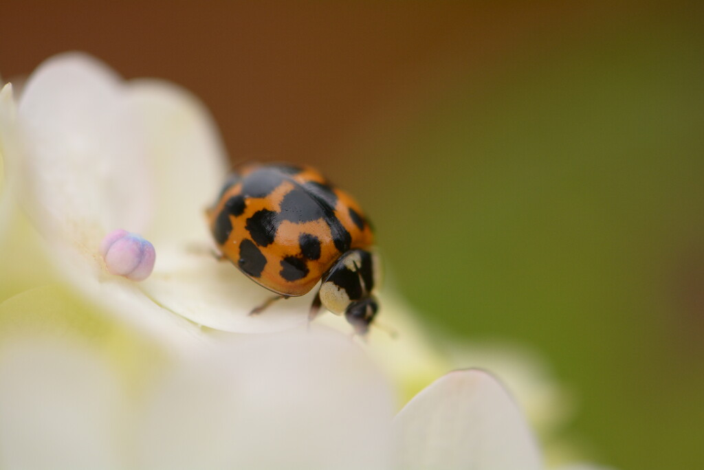 Hydrangea and ladybird~~~~~~ by ziggy77
