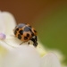 Hydrangea and ladybird~~~~~~ by ziggy77