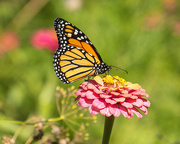 29th Sep 2025 - monarch