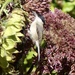 A Blackcap Having Lunch