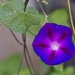 Knowlians Black Morning Glory by gardencat