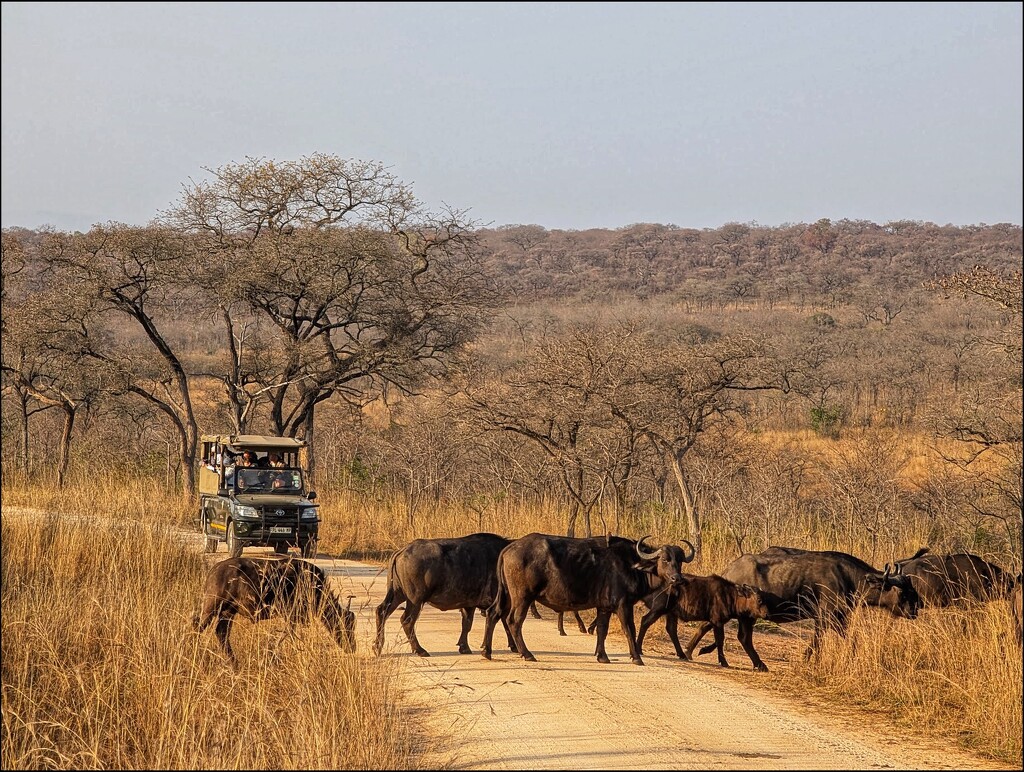 Out of Africa by zilli