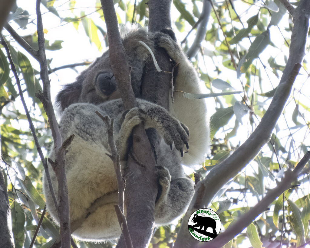 a new young girl by koalagardens