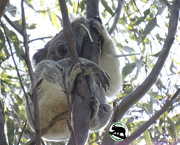 26th Sep 2025 - a new young girl