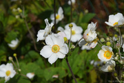 24th Sep 2025 - white Japanese Anemones